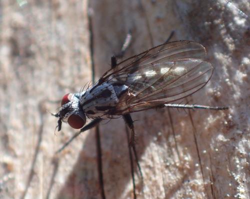 Réf. 325 379 : Eustalomyia hilaris